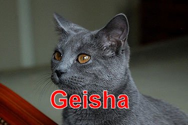 Geisha