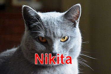 Nikita